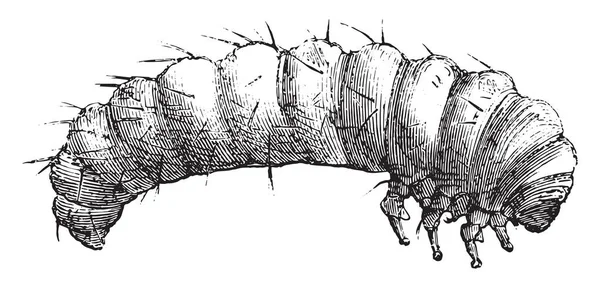 Larva Della Vrillette Data Viva Dal Signor Guillemot Libreria Illustrazione — Vettoriale Stock