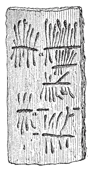 느릅나무 껍질에 Hylesinus vittatus의 갤러리 빈티지 조각. — 스톡 벡터