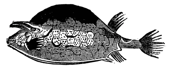 Pierwsze Ryby Dewonu Cephalaspis Lloydii Pteraspis Rostratus Vintage Grawerowane Ilustracja — Wektor stockowy