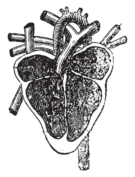 Вертикальная Часть Сердца Винтажная Гравированная Иллюстрация — стоковый вектор
