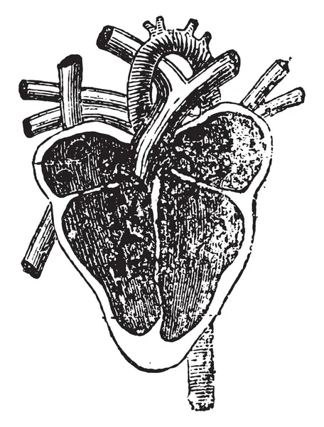 Sezione Verticale Del Cuore Illustrazione Incisa Vintage — Vettoriale Stock