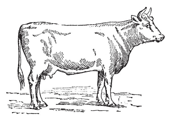 Flemish cow, vintage engraved illustration. Dictionary of words and things - Larive and Fleury - 1895
