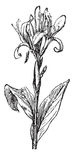 Canna Lily Vintage Ryté Ilustrace Slovník Slov Věcí Larive Fleury — Stockový vektor