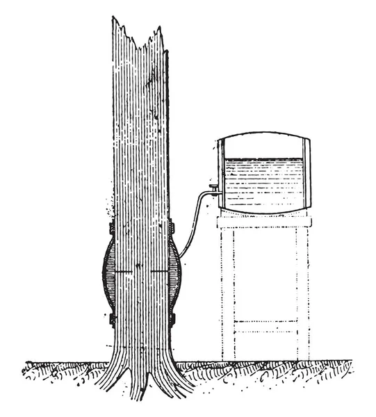 ஒரு நிலையான மரத்தை உட்செலுத்துவதன் மூலம் சாறு விறைப்பைப் பயன்படுத்துதல், v — ஸ்டாக் வெக்டார்