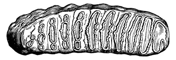 Μοριακή δόντι του Elephas antiquus, το ένα τρίτο από το φυσικό μέγεθος, — Διανυσματικό Αρχείο