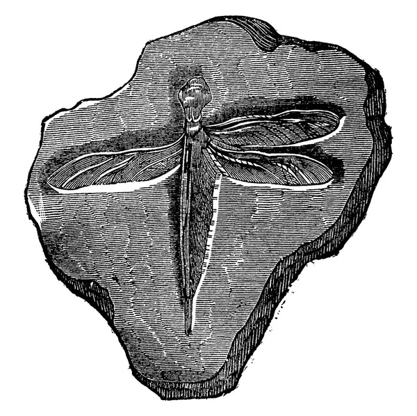 Dragonfly fossil of the Jurassic period, grabado vintage . — Archivo Imágenes Vectoriales