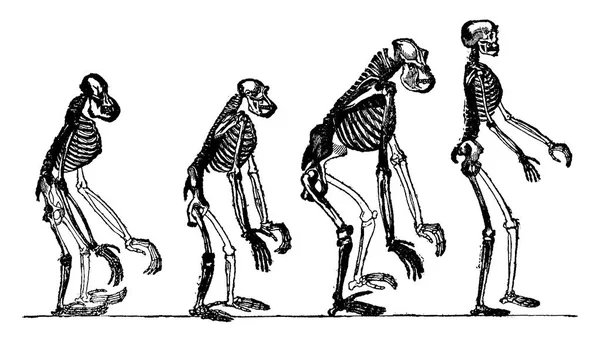 İskeletler orang, şempanze, goril ve adam, VI karşılaştırıldığında — Stok Vektör