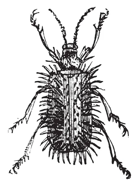 叶采矿甲虫或 Hispella Hispella 是龟和叶采矿甲虫或 Cassidinae 的一个属 由125个不同的属组成 从家庭生活 古董雕刻 1880 — 图库矢量图片