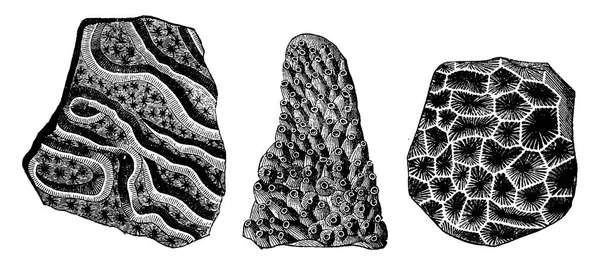 Fossiele resten van koralen leven in Frankrijk op de leeftijd Jurassic, v — Stockvector