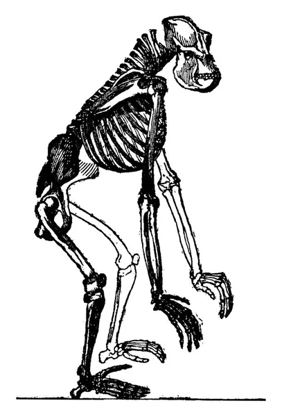 ゴリラの骨格 ヴィンテージには 図が刻まれています 地球人の前に — ストックベクタ