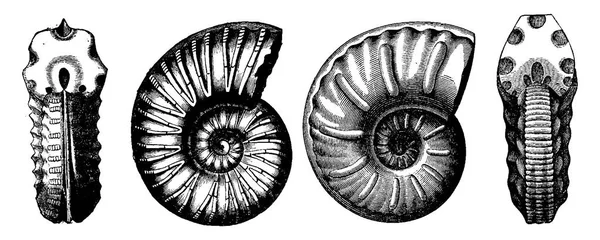Krita Ammoniter Vintage Ingraverad Illustration Jorden Innan Man 1886 — Stock vektor