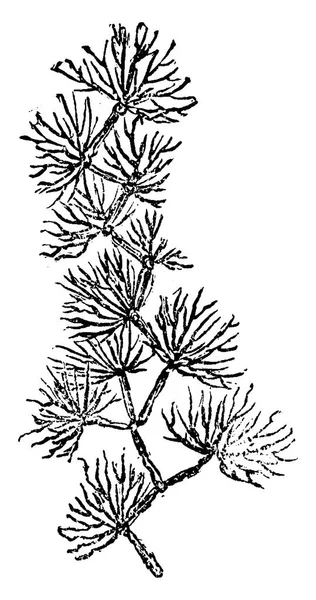 老植物 寒武纪时期 Murchisonites Forbesi 复古雕刻插图 地球在人之前1886 — 图库矢量图片