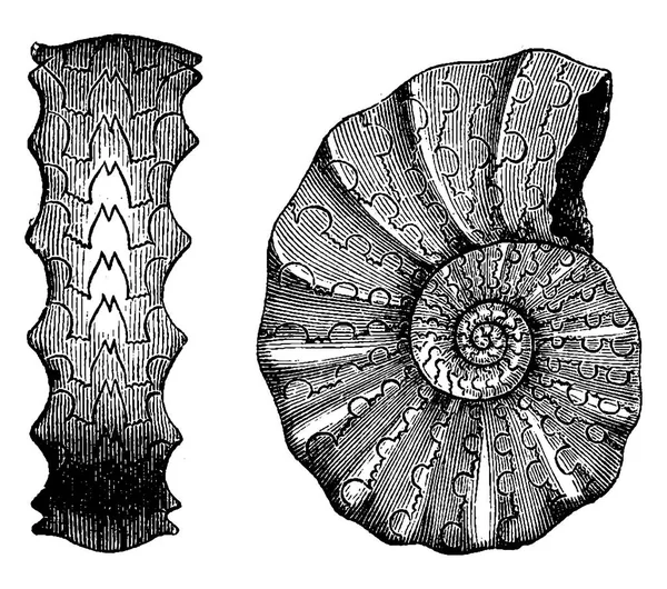 Τριαδική Αμμωνίτες Vintage Χαραγμένο Εικονογράφηση Πριν Άνθρωπος 1886 — Διανυσματικό Αρχείο
