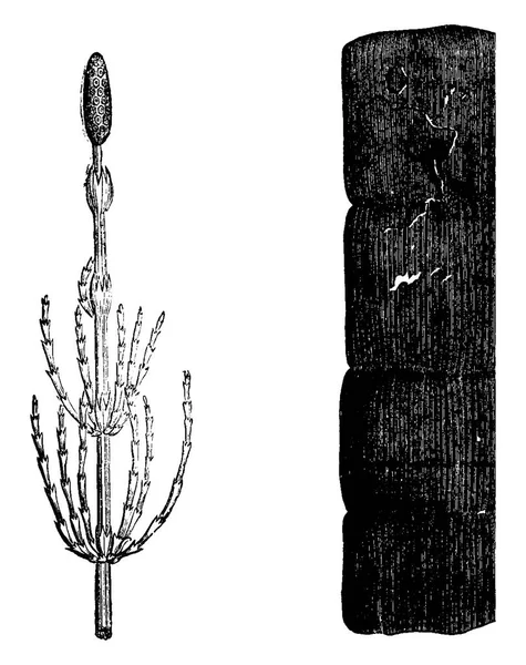 デボン紀 スギナ フラグメント災難 石化した植物ヴィンテージには 図が刻まれています 1886 前に地球 — ストックベクタ