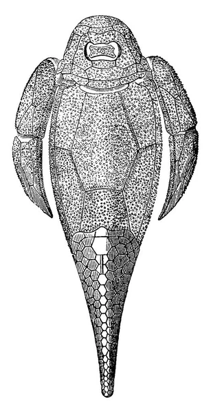 Primeiro Peixe Período Devoniano Cephalaspis Lloydii Pteraspis Rostratus Vintage Gravada —  Vetores de Stock