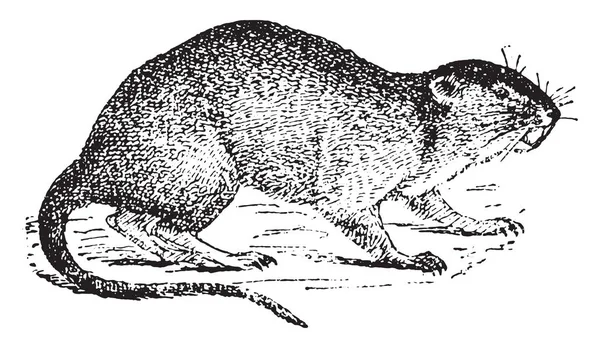 Szłem Lub Wody Szczur Vintage Grawerowane Ilustracja Słownik Słów Rzeczy — Wektor stockowy