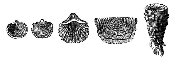 The first animals. Fossil shells of brachiopods of the Silurian period, vintage engraved illustration. Earth before man  1886. 