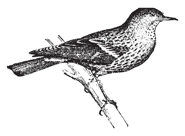 Ortolan Bunting Vintage Gravur Illustration Wörterbuch Der Wörter Und Dinge — Stockvektor