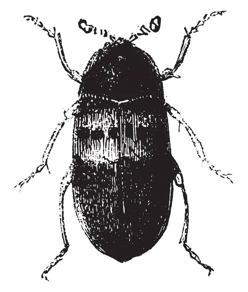更大的甲虫 老式雕刻插图 Magasin Pittoresque 1877年 — 图库矢量图片