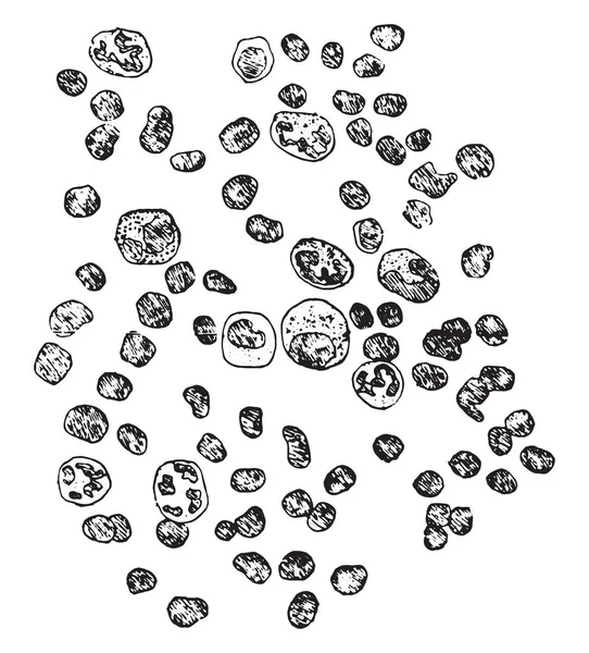 Representación diagramática de leucocitos, grabado vintage . — Vector de stock