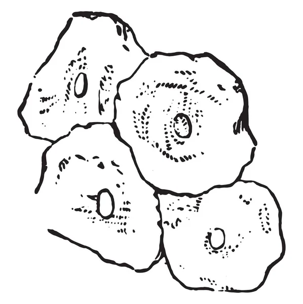 Плоскоклітинний Epitheliu Марочні Зображення — стоковий вектор