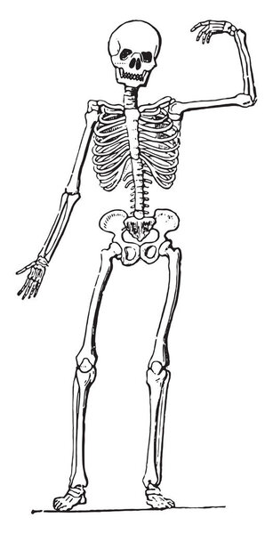 Анатомия человека (скелет), винтажная гравировка
.