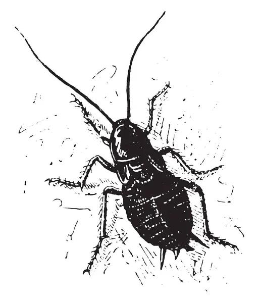 Cucaracha Ilustración Grabada Vintage Diccionario Palabras Cosas Larive Fleury 1895 — Archivo Imágenes Vectoriales