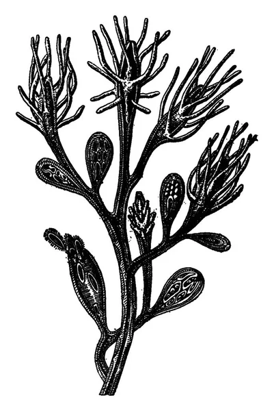 Hydroid Freshwater Colony Cordylophora Lacustris Edmond Perrier Vintage Graved Illustration — Vector de stock