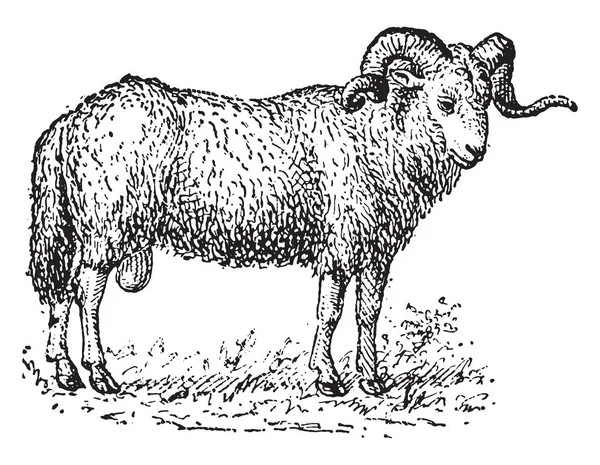 Owce Vintage Grawerowane Ilustracja Słownik Słów Rzeczy Larive Fleury 1895 — Wektor stockowy