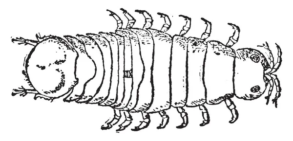 Limnora Terebrans Von Hinten Gesehen Gravierte Illustration — Stockvektor