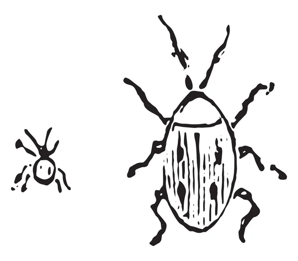 Skafferi Beetle Vintage Ingraverad Illustration — Stock vektor