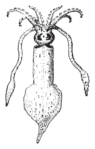 Chobotnice Vintage Ryté Ilustrace Slovník Slov Věcí Larive Fleury 1895 — Stockový vektor