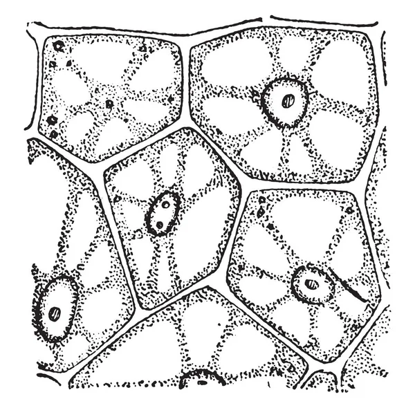 Een plantaardige cellen, vintage gravure. — Stockvector