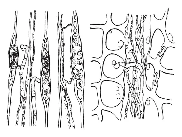 Trä Angrepp Svampen Vintage Graverad Illustration — Stock vektor