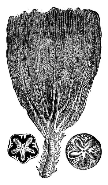 Crinoids from the Jurassic period, vintage engraved illustration. Earth before man  1886. 