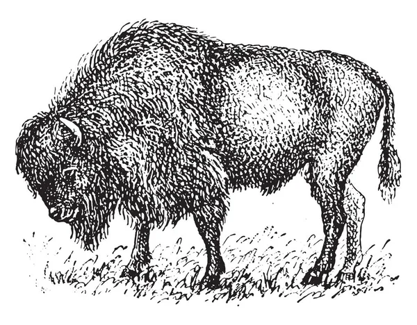 Bison Vintage Gegraveerd Illustratie Woordenboek Van Woorden Dingen Larive Fleury — Stockvector