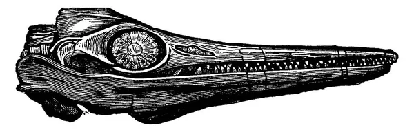 Ichthyosaur Cap Fosil Ilustrație Gravată Epocă — Vector de stoc