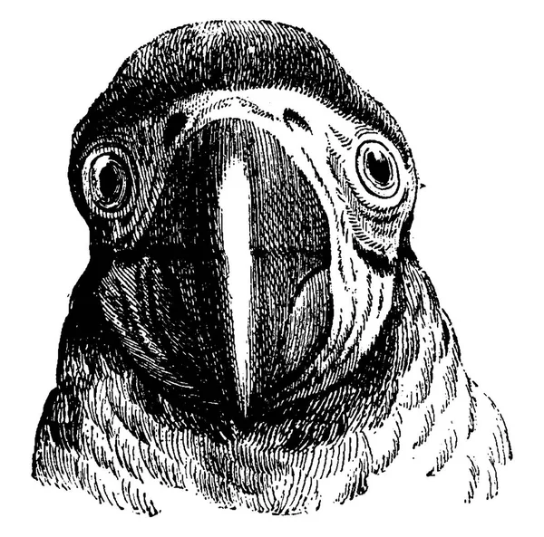 Parrot Vintage Engraved Illustration Earth Man 1886 — Stock Vector