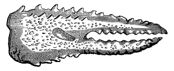 三畳紀時代、生のザリガニ、爪、ビンテージの甲殻類 — ストックベクタ