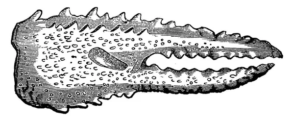 Crustáceos da era Triássica, crustáceos e garras, vintage —  Vetores de Stock