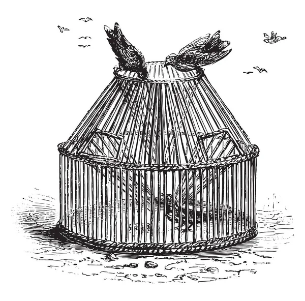 Gorriones Cesta Ilustración Grabada Vintage Magasin Pittoresque 1877 — Vector de stock