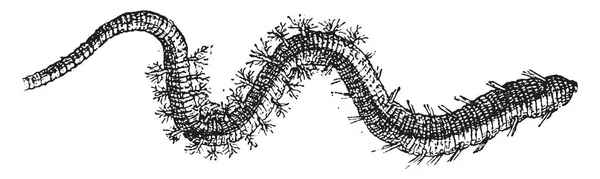 Lugworm Vintage Grawerowane Ilustracja Słownik Słów Rzeczy Larive Fleury 1895 — Wektor stockowy