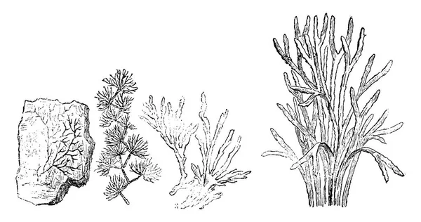老植物 寒武纪时期 石化陨石 Murchisonites Forbesi 古代陨石 复古雕刻插图 地球在人之前1886 — 图库矢量图片