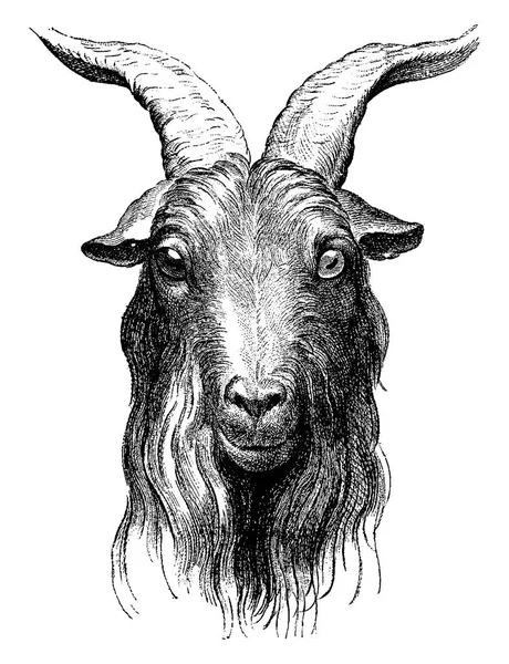 Goat Vintage Engraved Illustration Earth Man 1886 — Stock Vector