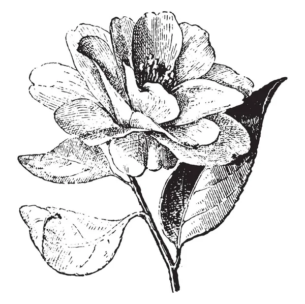 Camelia Illustrazione Incisa Epoca Dizionario Parole Cose Larive Fleury 1895 — Vettoriale Stock