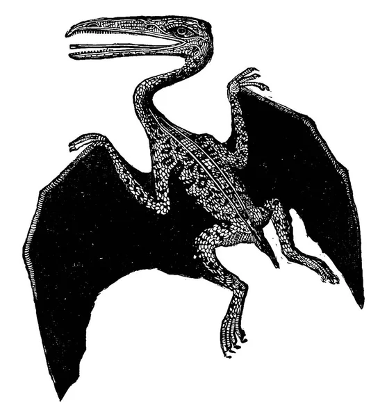 Ptérodactyle Illustration Gravée Vintage Terre Avant Homme 1886 — Image vectorielle