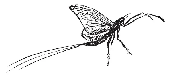 Mayfly, винтажная гравировка . — стоковый вектор