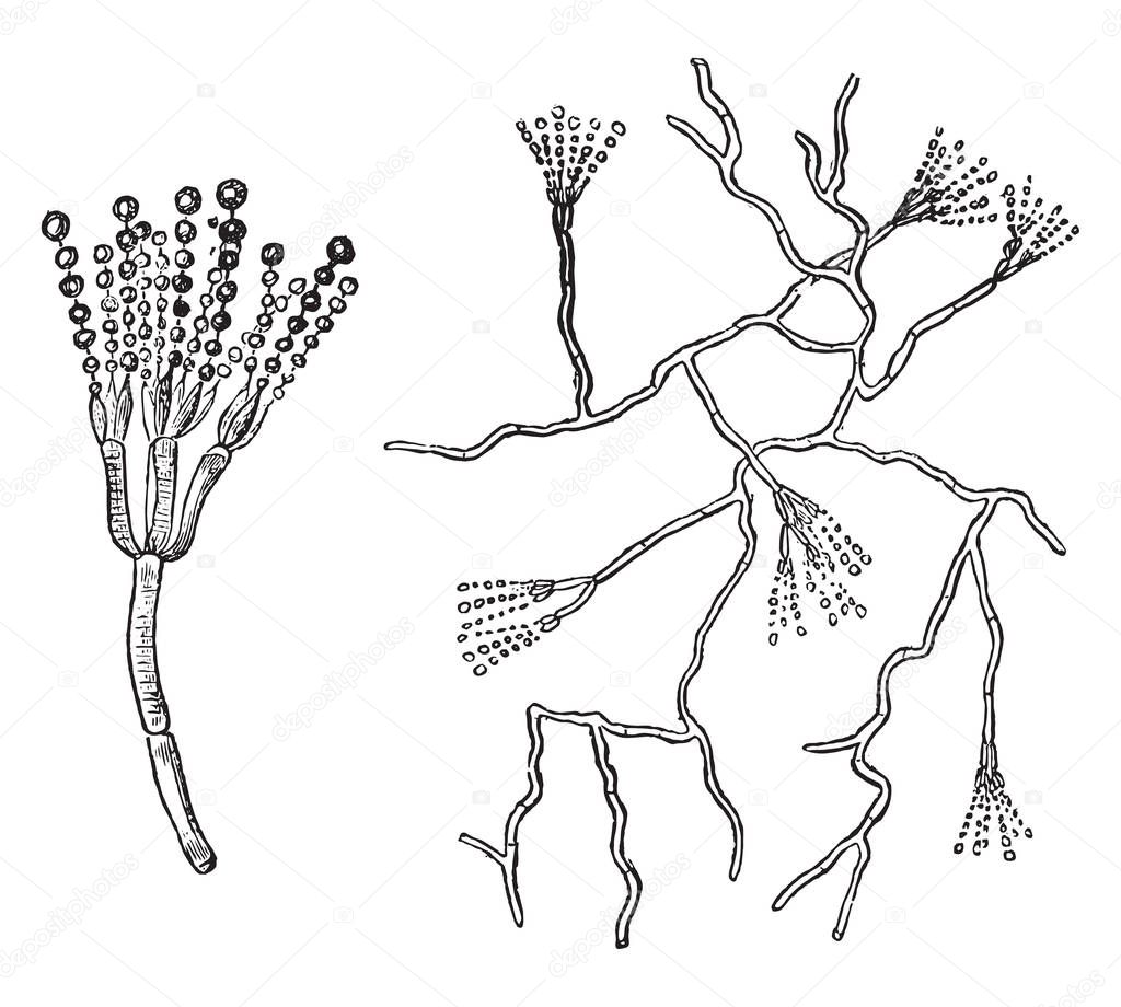 Fruiting top of green mold, Penicillium, vintage engraving.