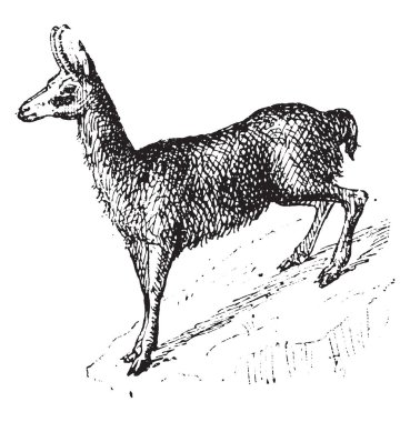 Chamois, vintage oyma.