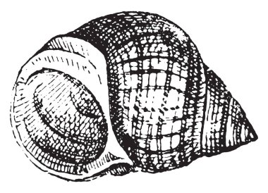 Ortak deniz salyangozu, vintage oyma.